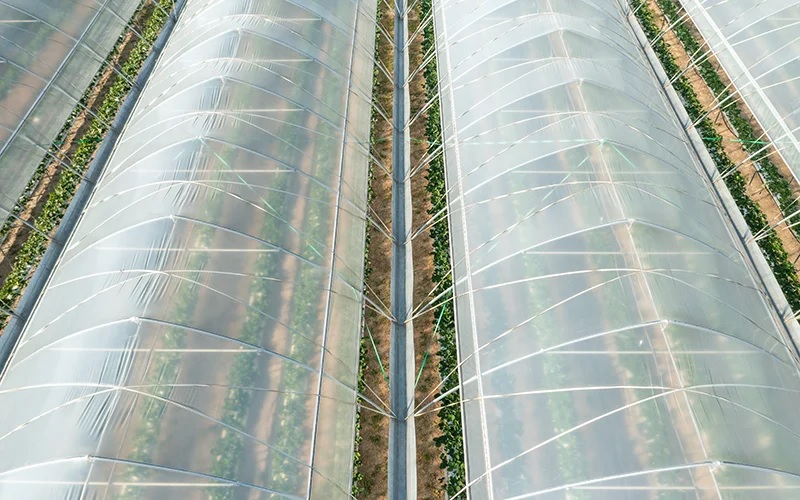 Polyethylene Sheet (PE) film sheet rolls